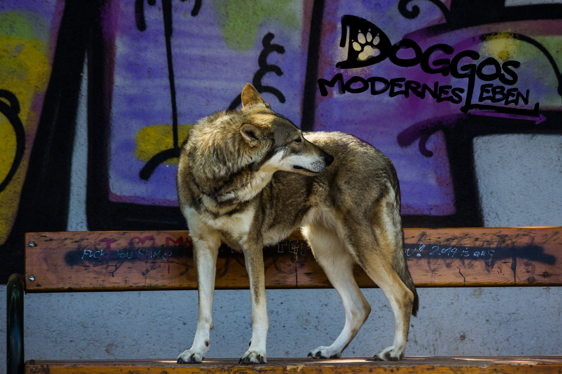 modern Dog